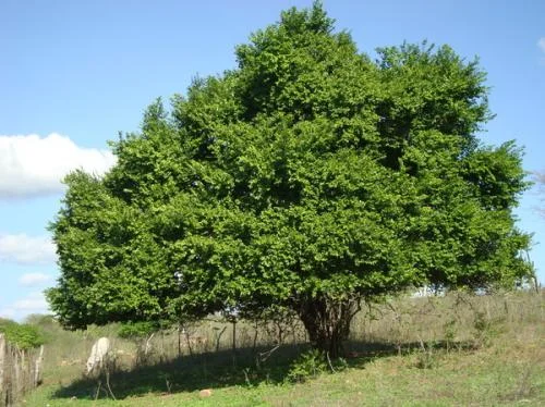 Vegetação da caatinga: O juazeiro